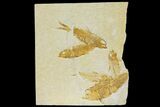 Fossil Fish (Knightia) Mortality Plate - Wyoming #136826-1